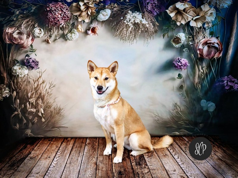 Photographing Pets with Their People: Capturing the Perfect&nbsp;Bond